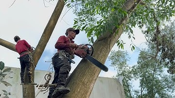Cưa hai cây tràm bông vàng nghiêng vào nhà , Cưa cây kỷ thuật cao