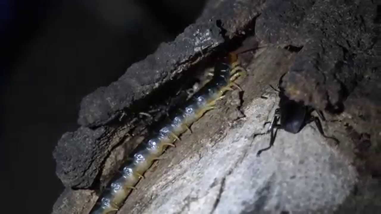 4k昆虫バトル クワガタ Vs ムカデ Insects Battle Stag Beatle Vs Centipede Youtube