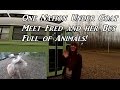 Meet Fred and Her Bus Full of Animals - School Bus Conversion