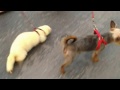 Viva Polecat Has Va-Va-Voom Time With Terriers