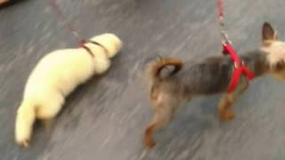 Viva Polecat Has Va-Va-Voom Time With Terriers