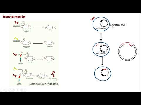 Vídeo: Què és la transferència de gens en bacteris?