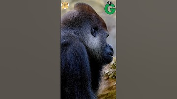 Thumbnail of ABC Giant Animals song | Alphabets Kids song | Learn Alphabets, English, and Animals for Kids (Fun)