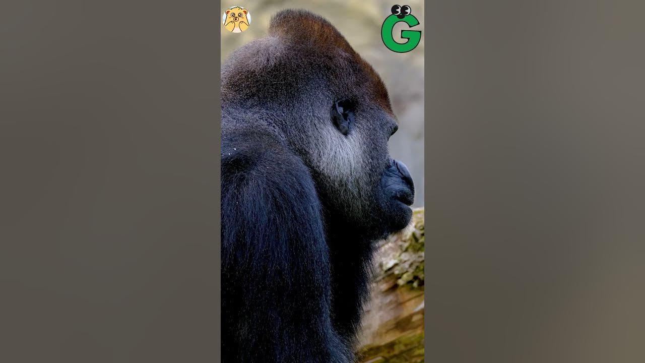 ABC Giant Animals song | Alphabets Kids song | Learn Alphabets, English, and Animals for Kids (Fun)