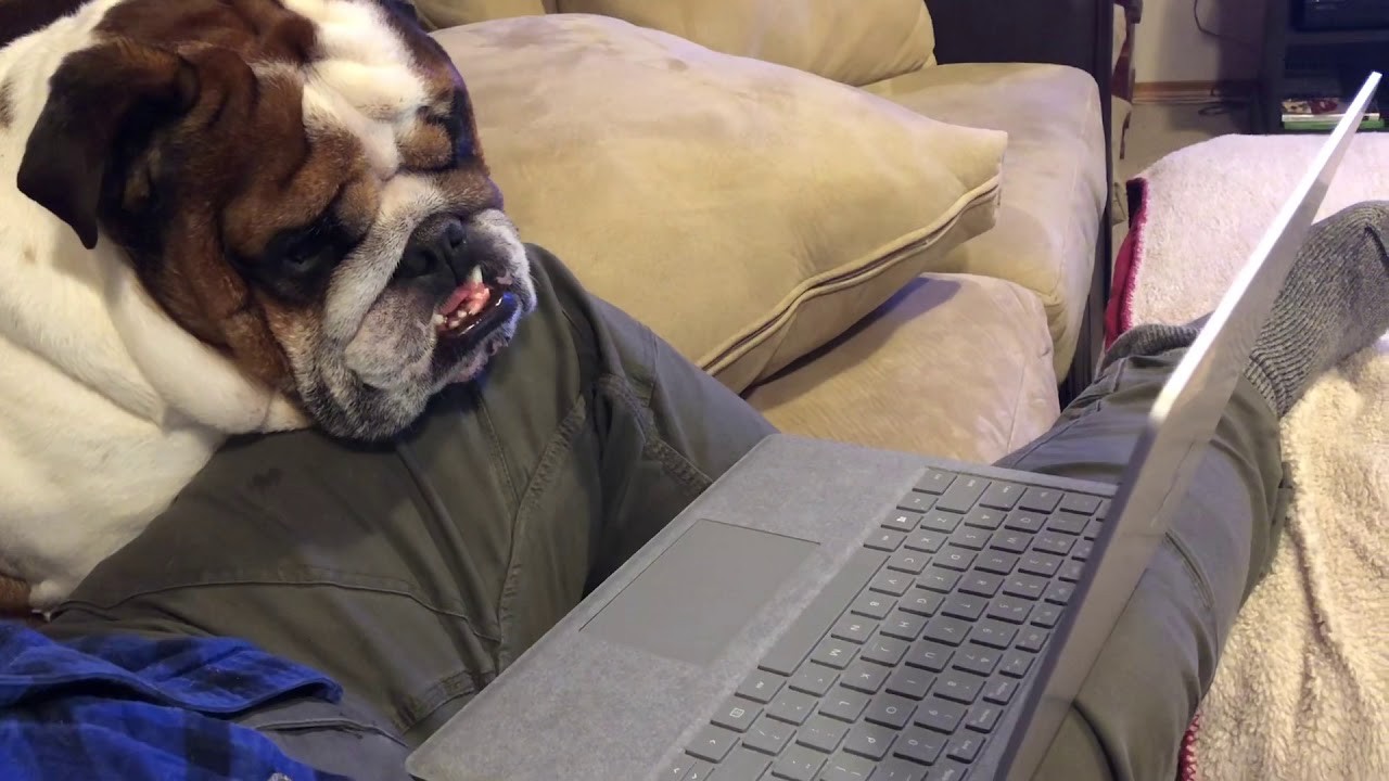 bulldog bluetooth speaker bim English Bulldog and Laptop