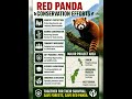 Eastern Himalayas’ Cute Survivor 🐼❄️ #UPSC #environment