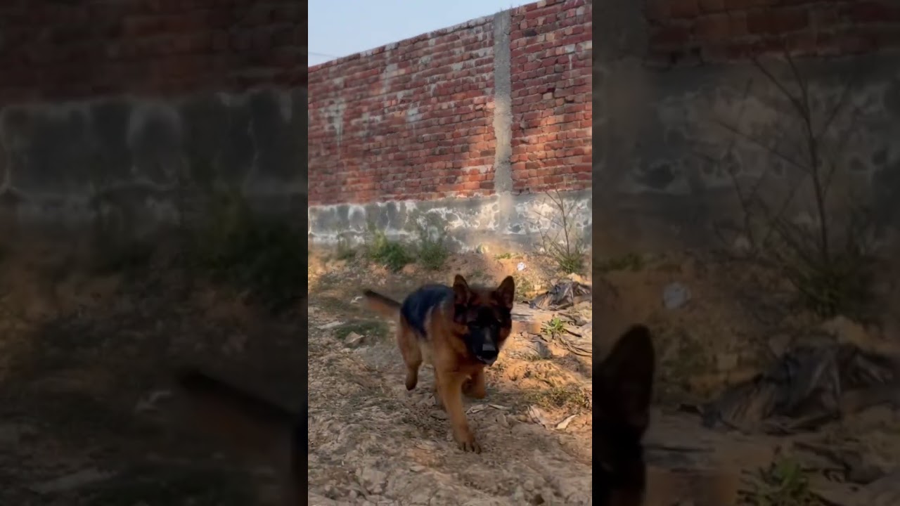 Show quality German shepherd 