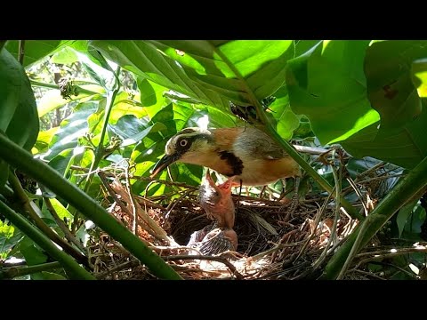 Video Chim Họa Mi Đất Nuôi Con - Chú Chim Non Trong Tổ Nhìn... - youtube