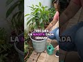 TRUCOS PARA QUE TUS PLANTAS SE MANTENGAN VERDES, COMPACTAS Y ESPECTACULARES