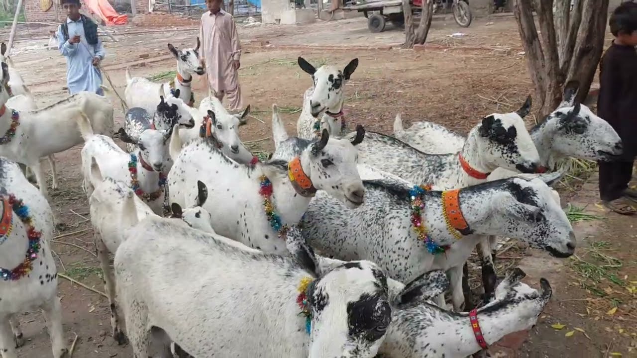 barbari GOATS || pure GOATS breed of Sindh
