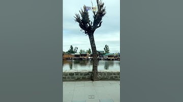Da lake , Shrinagar | kashmir | #shorts #youtubeshorts