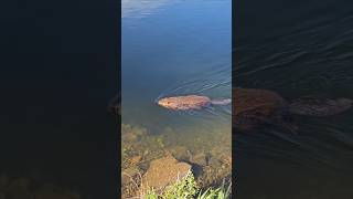 BEAVER Swimming Close To Shore At The Spokane River