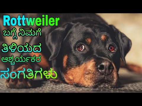 Rottweiler Dog facts in Kannada /interesting facts about Rottweiler🐶😱 \\