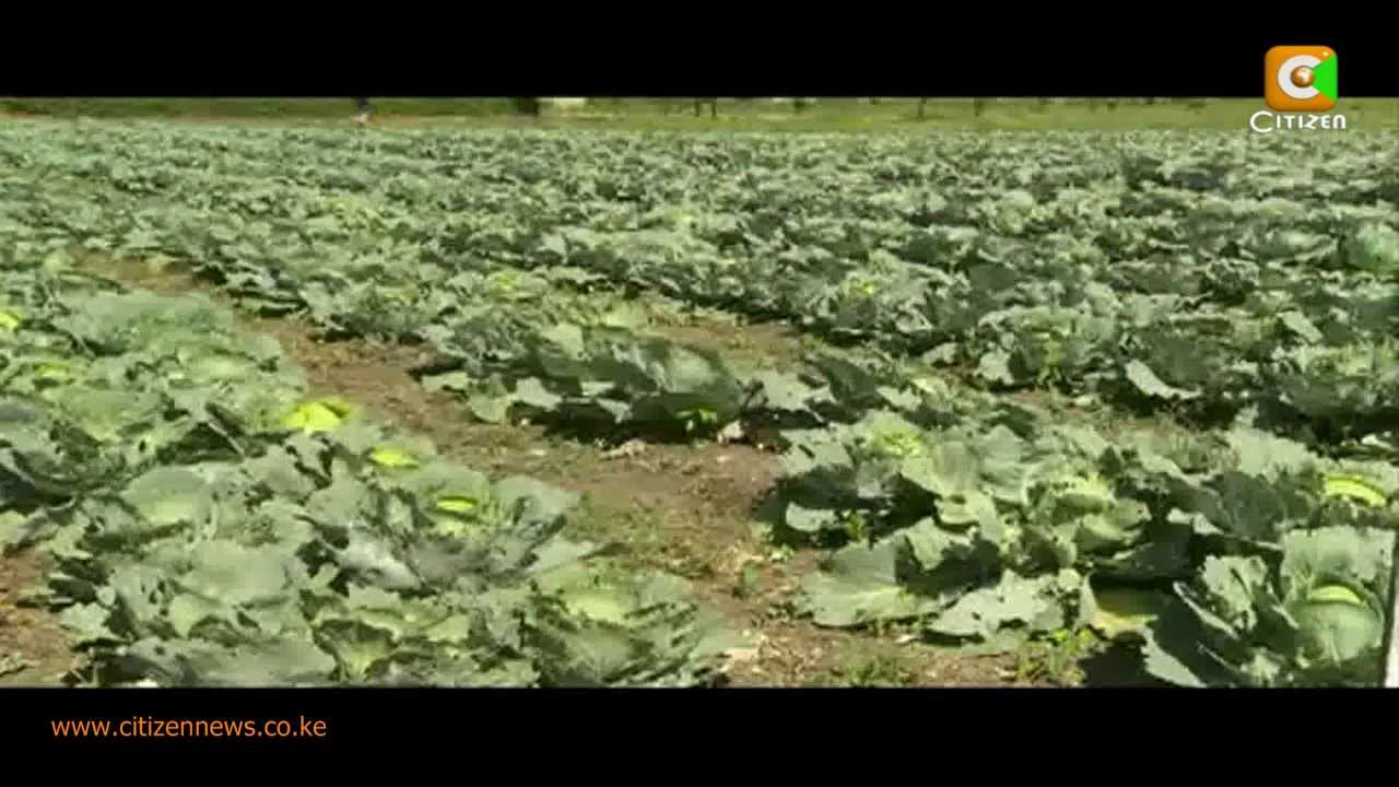 Still from Agri-Business Case Study: Ripened for the Market