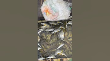 câu tráp vàng bằng mồi giun đỏ mùa cá vào