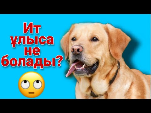 Бейне: Иттердің айналуына не себеп болады?