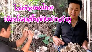 เห็ดโคนขึ้นข้างบ้านกำภู ไม่ต้องไปซื้อไกล #บ้านสวนกำภูEP568