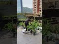 #三角梅 #養花 #養花小知識 #養花人 #愛生活愛養花