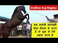 Beautiful Real Marwari Stallion Raj Nagina In Action - Sire - Dilbag  , Dam- Alisha Fateh Stud Farm