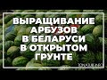 Выращивание арбузов в Беларуси в открытом грунте | toNature.Info