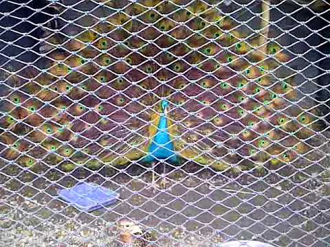 48 Gambar Burung Merak Biru Gratis