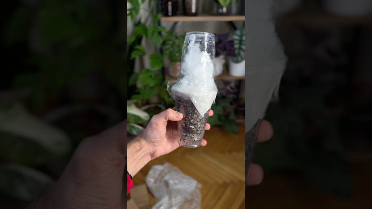 Arkadaşımdan bitki hediyesi Alocasia macrorrhizos 'Splash'