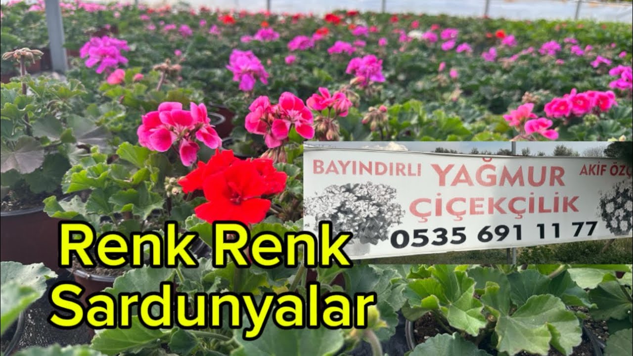 Yağmur Çiçekçilik Sera Gezisi #sera #çiçek #sardunya #sardunyabakımı #bayındır
