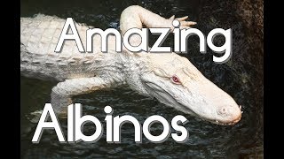 Amazing Albino Animal Compilation
