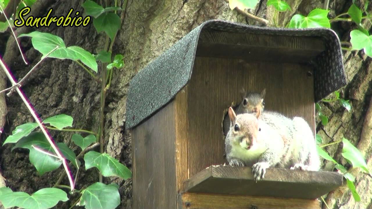 Casetta Per Scoiattoli Fai Da Te | Mangiatoia In Legno Con Tetto | Decorazione Per Giardino Naturale