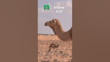 Surah Al-Qamar 23-32 | Urdu | Hindi Audio Translation | سورة القمر