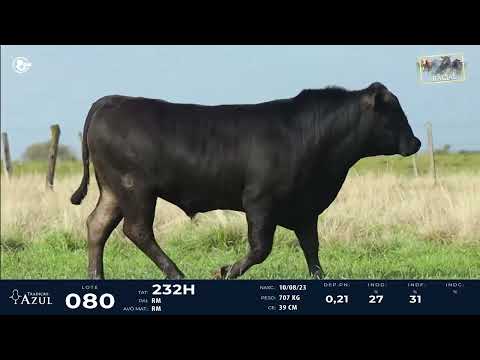 LOTE 80   TAT 232H M Brangus