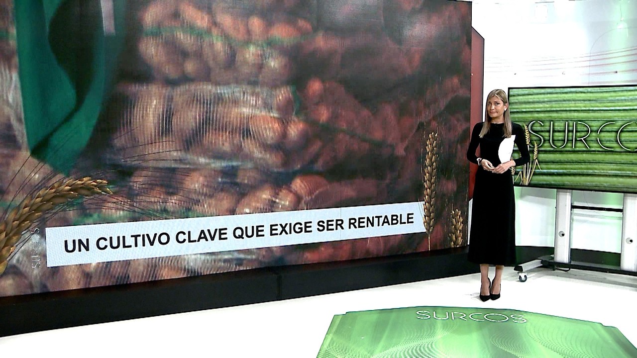 T17/E32: Situación en la que se encuentra el cultivo de patata