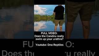 Does The Candiru Really Swim Up Your Urethra