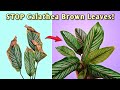 STOP Calathea Brown Leaf Tips - 5 ESSENTIAL Calathea Plant Care - YouTube