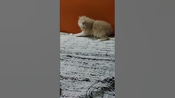 Thumbnail of 3 baby #song #hindisong #cover #love #catfunny #cat #coversong #kitten #music