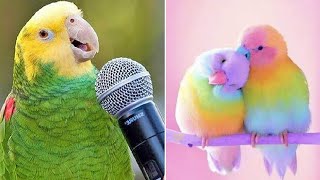 Smart And Funny Parrots Parrot Talking Videos Compilation (2023) - Cute Birds #31