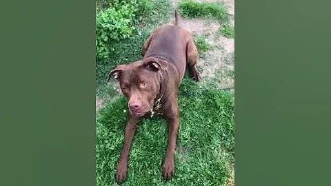 Anxious Dog Learns Conditioned Relaxation