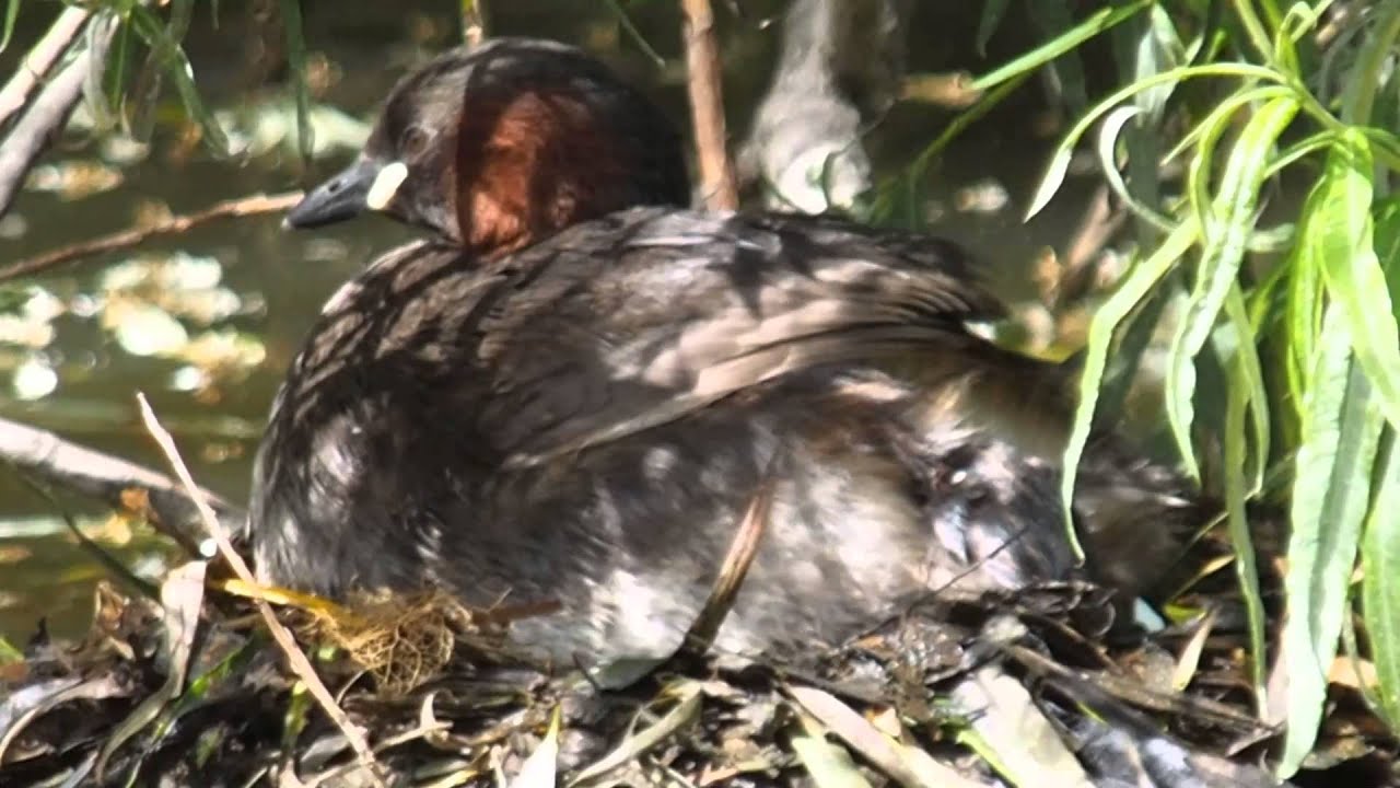 Little Grebe Chick