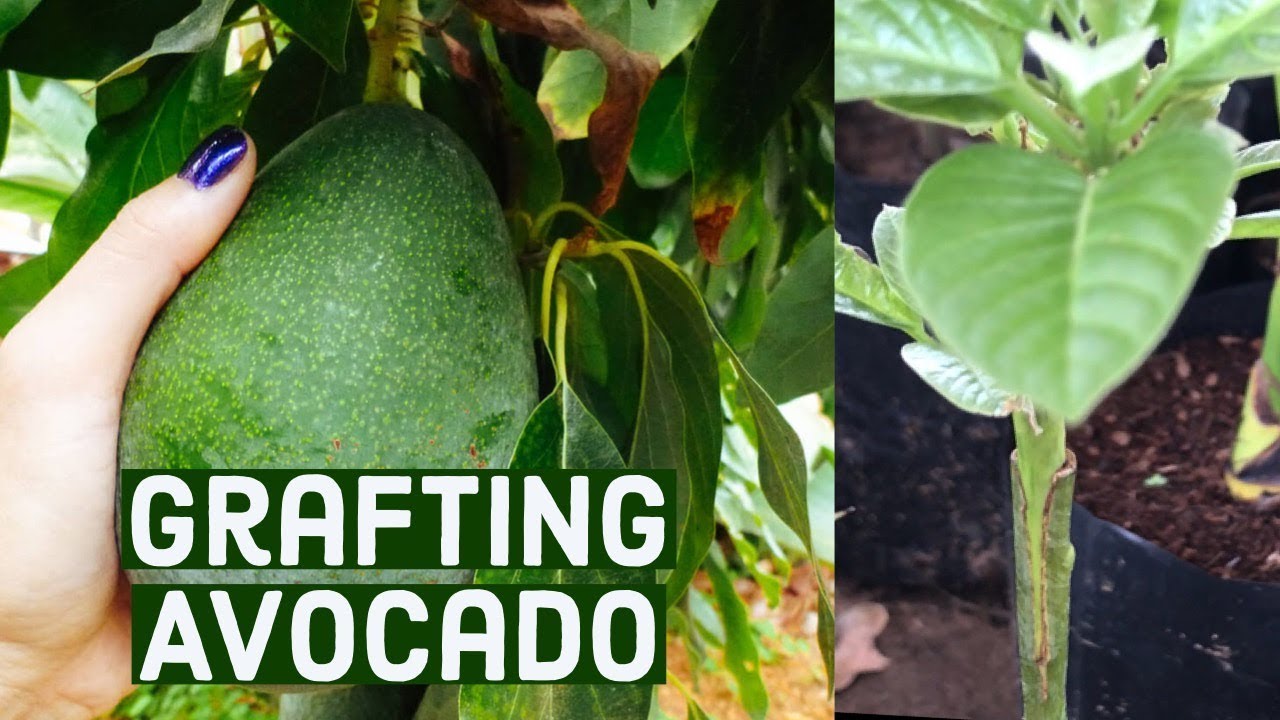 bud grafting and V grafting avocado