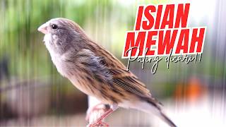 CENGKOK MEWAH KESUKAAN JURI LOMBA! MASTERAN KENARI ISIAN BLACKTHROAT GACOR PALING DICARI