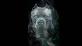 #pitbull wallpapers