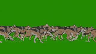Wolves Animal Stampede Green Screen | Mad Animals Running In One Frame