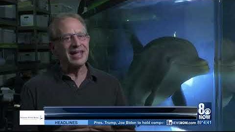 Edge Innovations animatronic dolphins to replace live captive animals