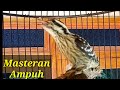 Masteran Suara Pelatuk Sampit