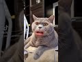 и не только в праздники 🤣🤣🤣#Велюшка#britishcat