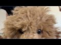 Puppy Yoga comes to Tampa