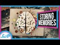 Understanding Memory and Engrams