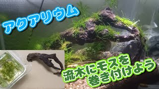 流木にウィローモスを糸を使って活着！！