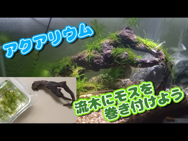 流木にウィローモスを糸を使って活着！！ - YouTube