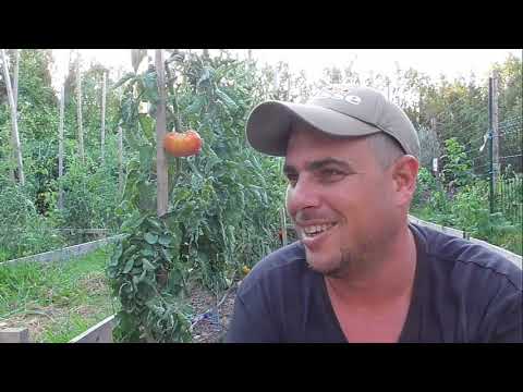 Vidéo: Devrais-je tuer le sphinx de la tomate ?